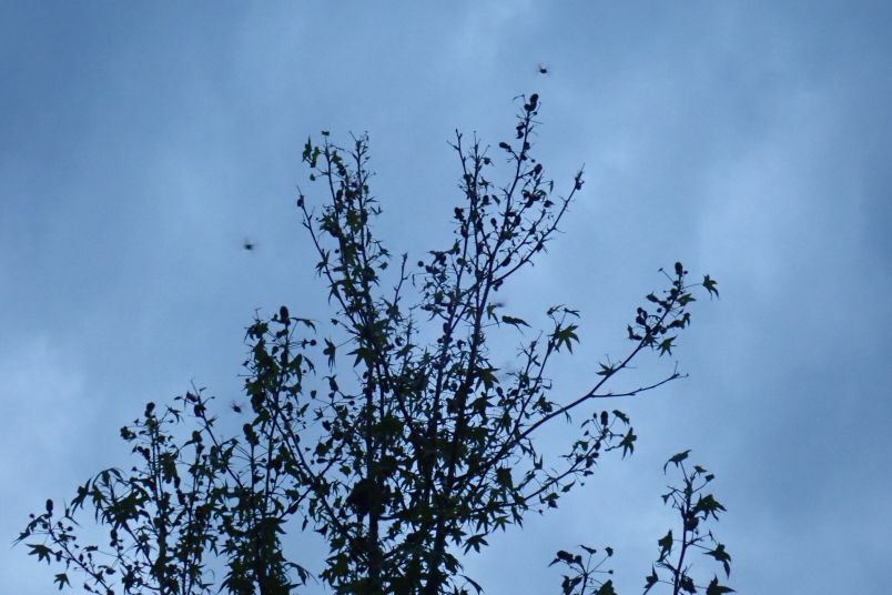 Klicke auf die Grafik für eine vergrößerte Ansicht

Name: FC Mein Freund der Baum 05.jpg
Ansichten: 367
Größe: 66,9 KB
ID: 3045749