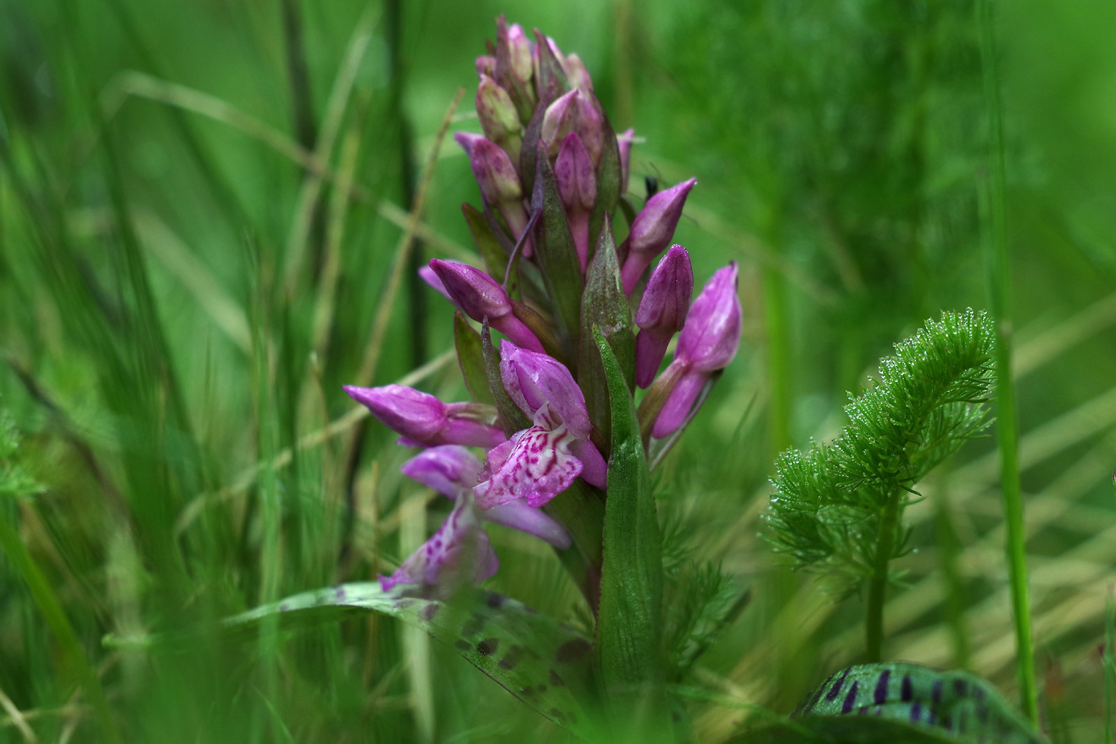 Klicke auf die Grafik für eine vergrößerte Ansicht

Name: Dactylorhiza-majalis_02.jpg
Ansichten: 655
Größe: 305,5 KB
ID: 3047604