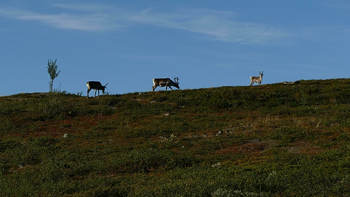 Klicke auf die Grafik für eine vergrößerte Ansicht

Name: 2020-09, Lappland, 027_verkleinert.jpg
Ansichten: 1240
Größe: 2,20 MB
ID: 3048426