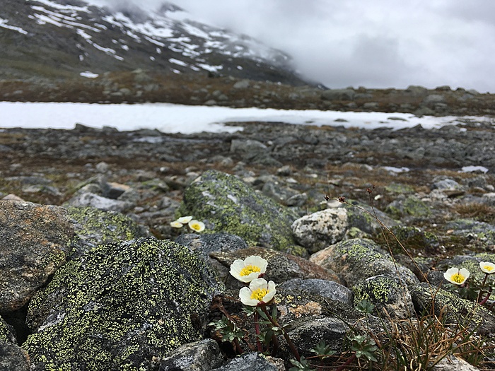 Klicke auf die Grafik für eine vergrößerte Ansicht

Name: Norwegen19_ - 183.JPG
Ansichten: 1071
Größe: 3,65 MB
ID: 3048471