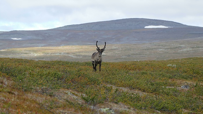 Klicke auf die Grafik für eine vergrößerte Ansicht

Name: 2020-09, Lappland, 055_verkleinert.jpg
Ansichten: 1105
Größe: 1,80 MB
ID: 3048652