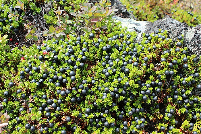 Klicke auf die Grafik für eine vergrößerte Ansicht

Name: Ljungdalen_20200831_060.JPG
Ansichten: 2052
Größe: 2,16 MB
ID: 3052531