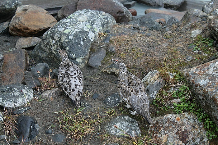 Klicke auf die Grafik für eine vergrößerte Ansicht  Name: Ljungdalen_20200901_076.JPG Ansichten: 0 Größe: 2,17 MB ID: 3052765
