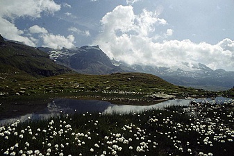 Klicke auf die Grafik für eine vergrößerte Ansicht  Name: 15_wollgras.jpg Ansichten: 0 Größe: 113,5 KB ID: 3053463