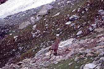 Klicke auf die Grafik für eine vergrößerte Ansicht  Name: 13_bock.jpg Ansichten: 0 Größe: 157,2 KB ID: 3053465