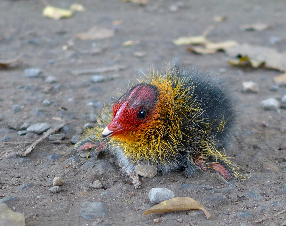 Klicke auf die Grafik für eine vergrößerte Ansicht

Name: Fluffball.jpg
Ansichten: 350
Größe: 346,2 KB
ID: 3054005