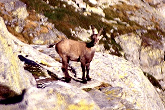 Klicke auf die Grafik für eine vergrößerte Ansicht

Name: 63_steinbock.jpg
Ansichten: 832
Größe: 112,5 KB
ID: 3054487