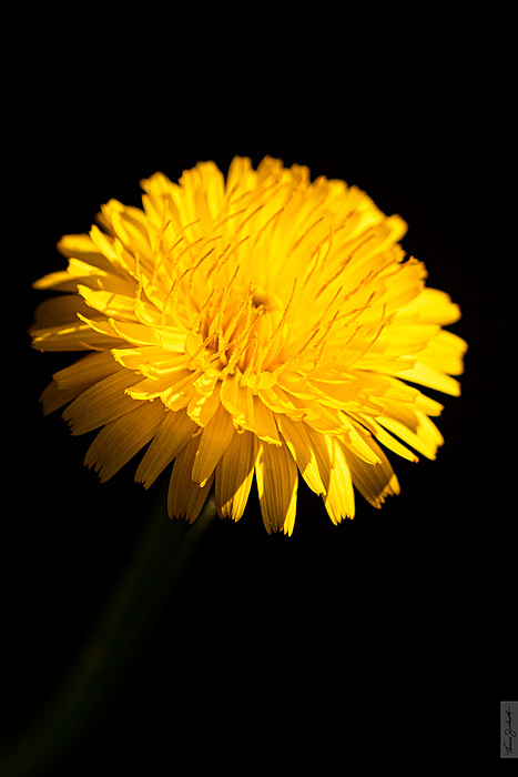 Klicke auf die Grafik für eine vergrößerte Ansicht

Name: DSC05103.jpg
Ansichten: 221
Größe: 521,1 KB
ID: 3057246