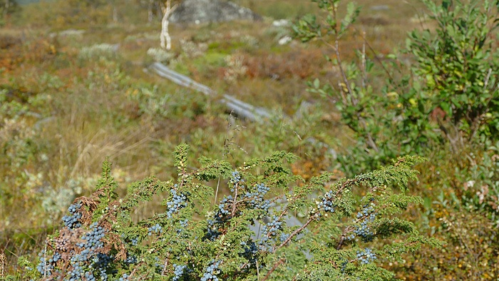 Klicke auf die Grafik für eine vergrößerte Ansicht

Name: 2020-09, Lappland, 709_verkleinert.jpg
Ansichten: 556
Größe: 2,19 MB
ID: 3057306