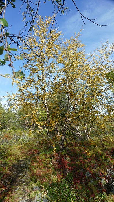 Klicke auf die Grafik für eine vergrößerte Ansicht

Name: 2020-09, Lappland, 710_verkleinert.jpg
Ansichten: 532
Größe: 3,77 MB
ID: 3057308