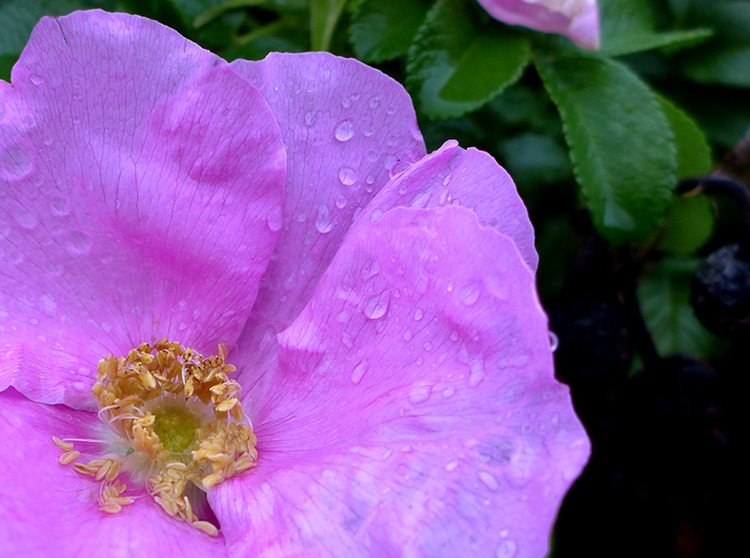 Klicke auf die Grafik für eine vergrößerte Ansicht

Name: Heckenrose.jpg
Ansichten: 287
Größe: 163,8 KB
ID: 3059619