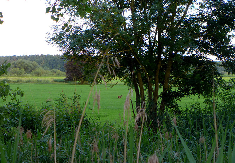 Klicke auf die Grafik für eine vergrößerte Ansicht

Name: Idylle.jpg
Ansichten: 248
Größe: 303,8 KB
ID: 3060953