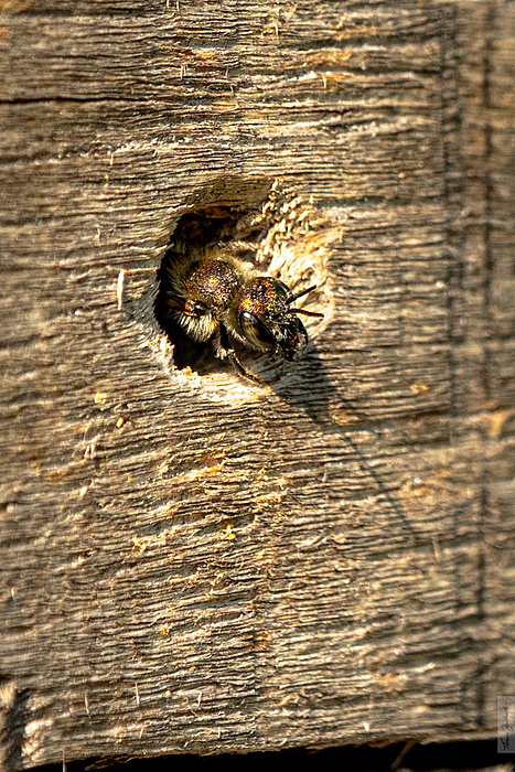 Klicke auf die Grafik für eine vergrößerte Ansicht

Name: DSC05606.jpg
Ansichten: 222
Größe: 965,4 KB
ID: 3061653