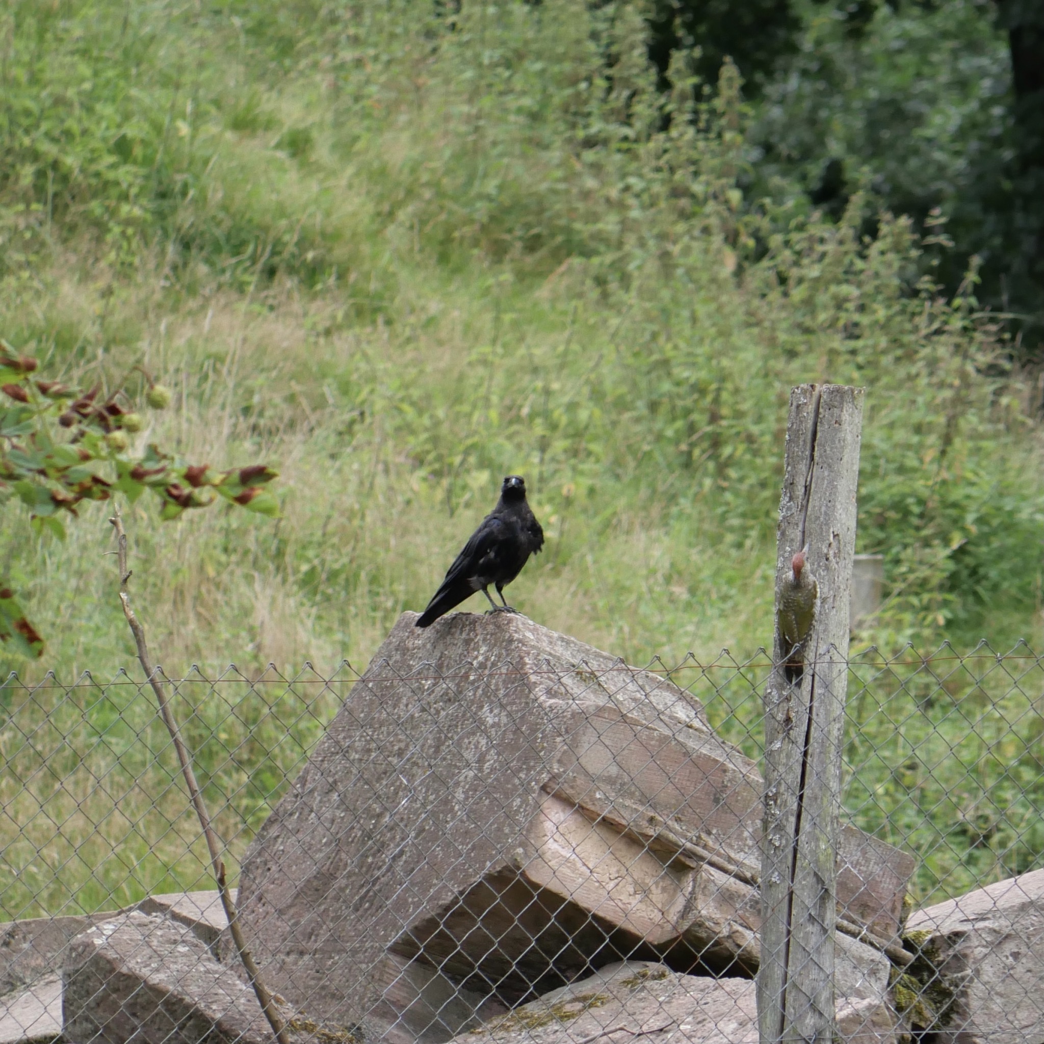 Klicke auf die Grafik für eine vergrößerte Ansicht

Name: ODS-7.jpeg
Ansichten: 822
Größe: 1,01 MB
ID: 3069733