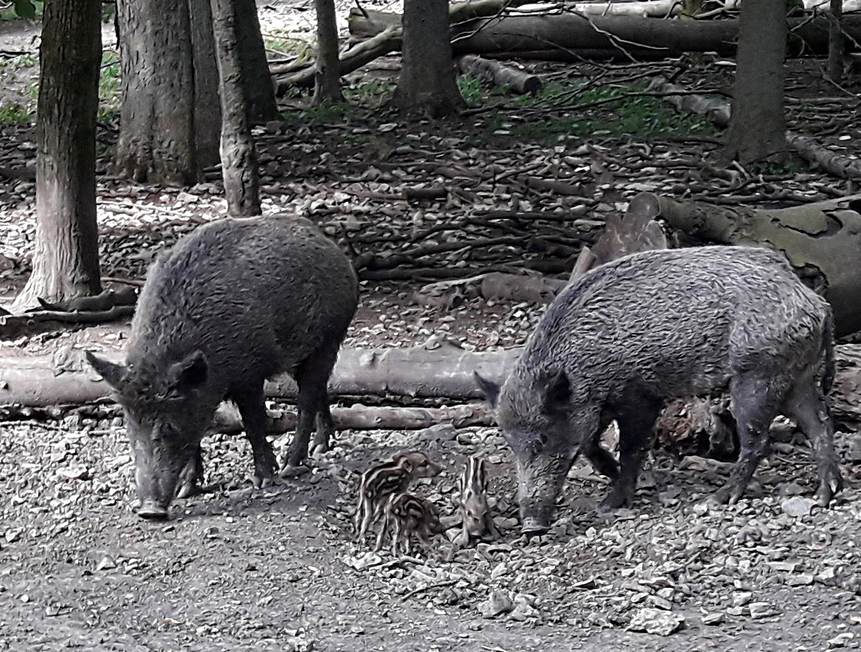 Klicke auf die Grafik für eine vergrößerte Ansicht

Name: schweinerei.jpg
Ansichten: 586
Größe: 1,14 MB
ID: 3071206