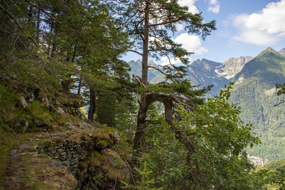 Klicke auf die Grafik für eine vergrößerte Ansicht

Name: 11 Hangwandern in der Leventina.jpg
Ansichten: 397
Größe: 204,4 KB
ID: 3072038