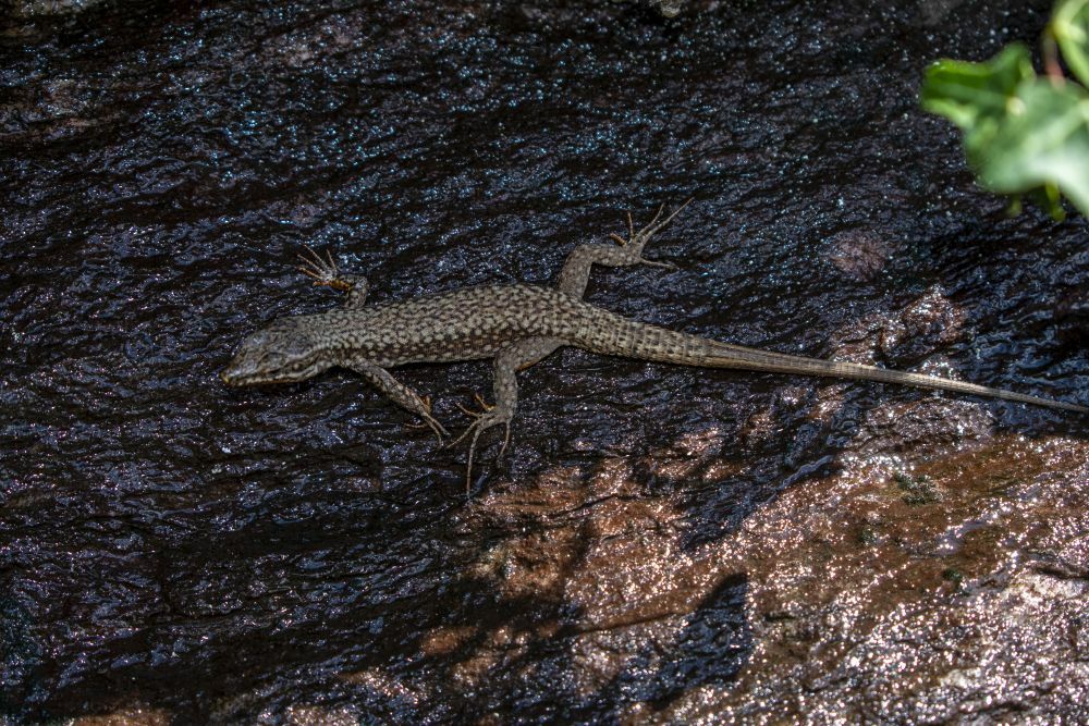 Klicke auf die Grafik für eine vergrößerte Ansicht

Name: 17 Eine der vielen Krabbeltiere an den Felsen.jpg
Ansichten: 396
Größe: 209,9 KB
ID: 3072042