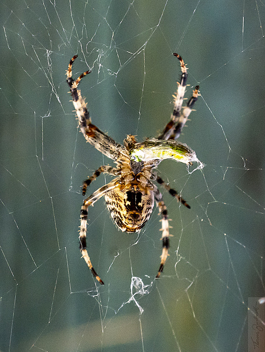 Klicke auf die Grafik für eine vergrößerte Ansicht

Name: Spinne September 2021-7213.jpg
Ansichten: 572
Größe: 1,28 MB
ID: 3074896