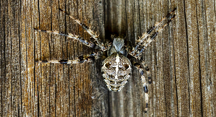Klicke auf die Grafik für eine vergrößerte Ansicht

Name: Spinne September 2021-7216.jpg
Ansichten: 547
Größe: 1,24 MB
ID: 3074898