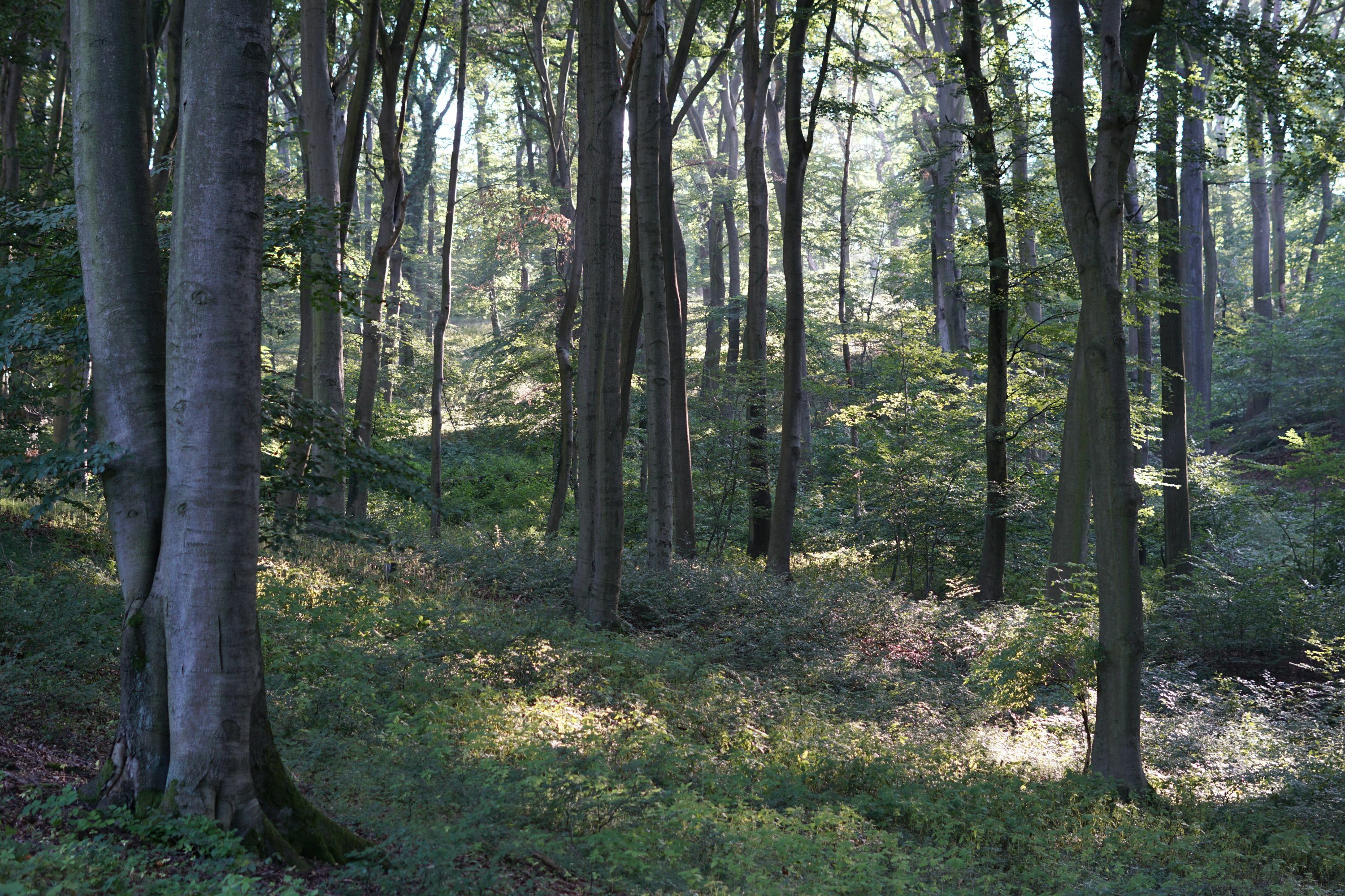 Klicke auf die Grafik für eine vergrößerte Ansicht  Name: DSC07697.JPG Ansichten: 0 Größe: 1,44 MB ID: 3075889