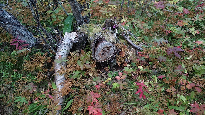 Klicke auf die Grafik für eine vergrößerte Ansicht

Name: DSC03736.JPG
Ansichten: 823
Größe: 658,8 KB
ID: 3076090