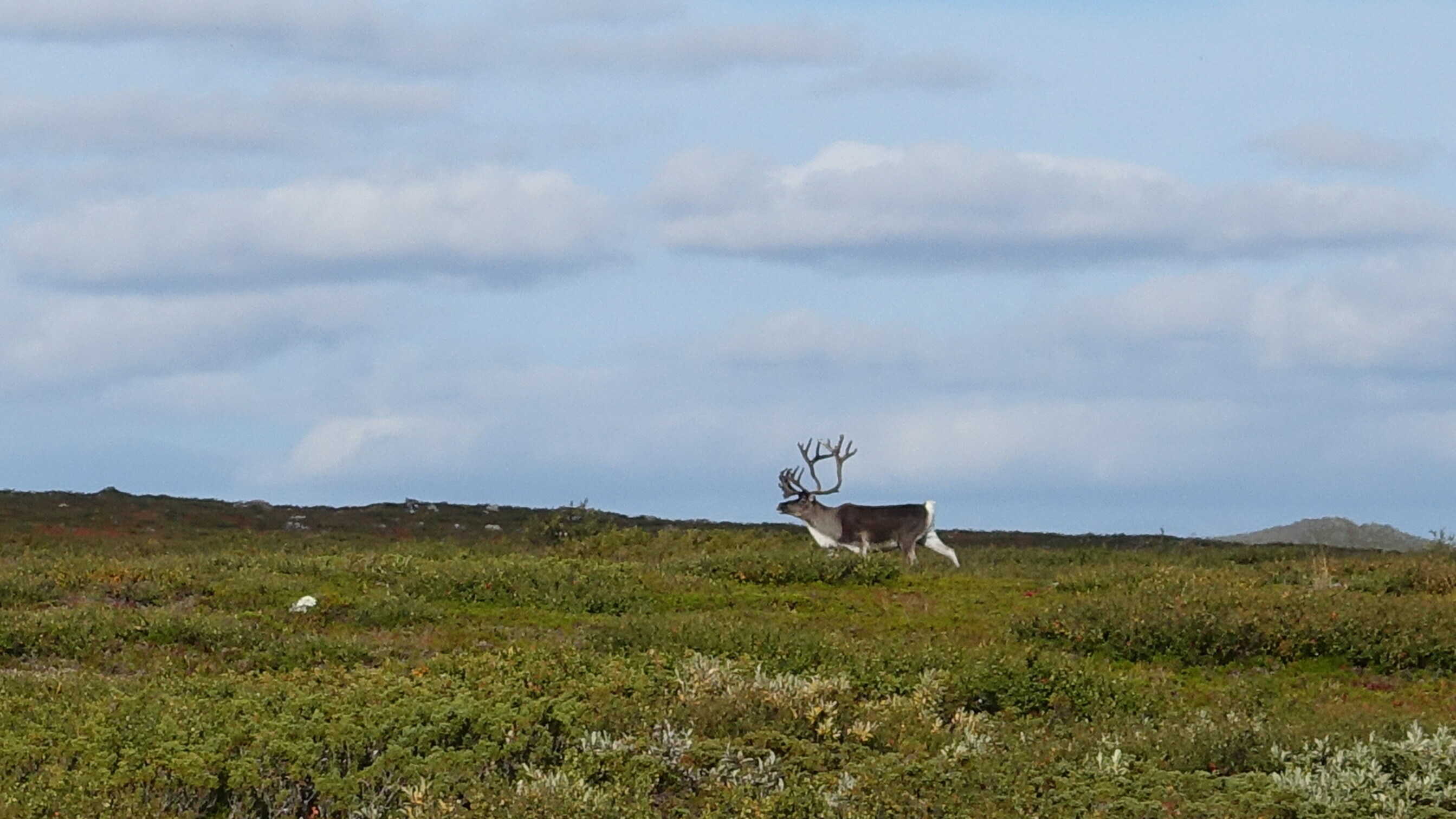Klicke auf die Grafik für eine vergrößerte Ansicht  Name: Abisko 087_resize.jpg Ansichten: 0 Größe: 652,7 KB ID: 3076603