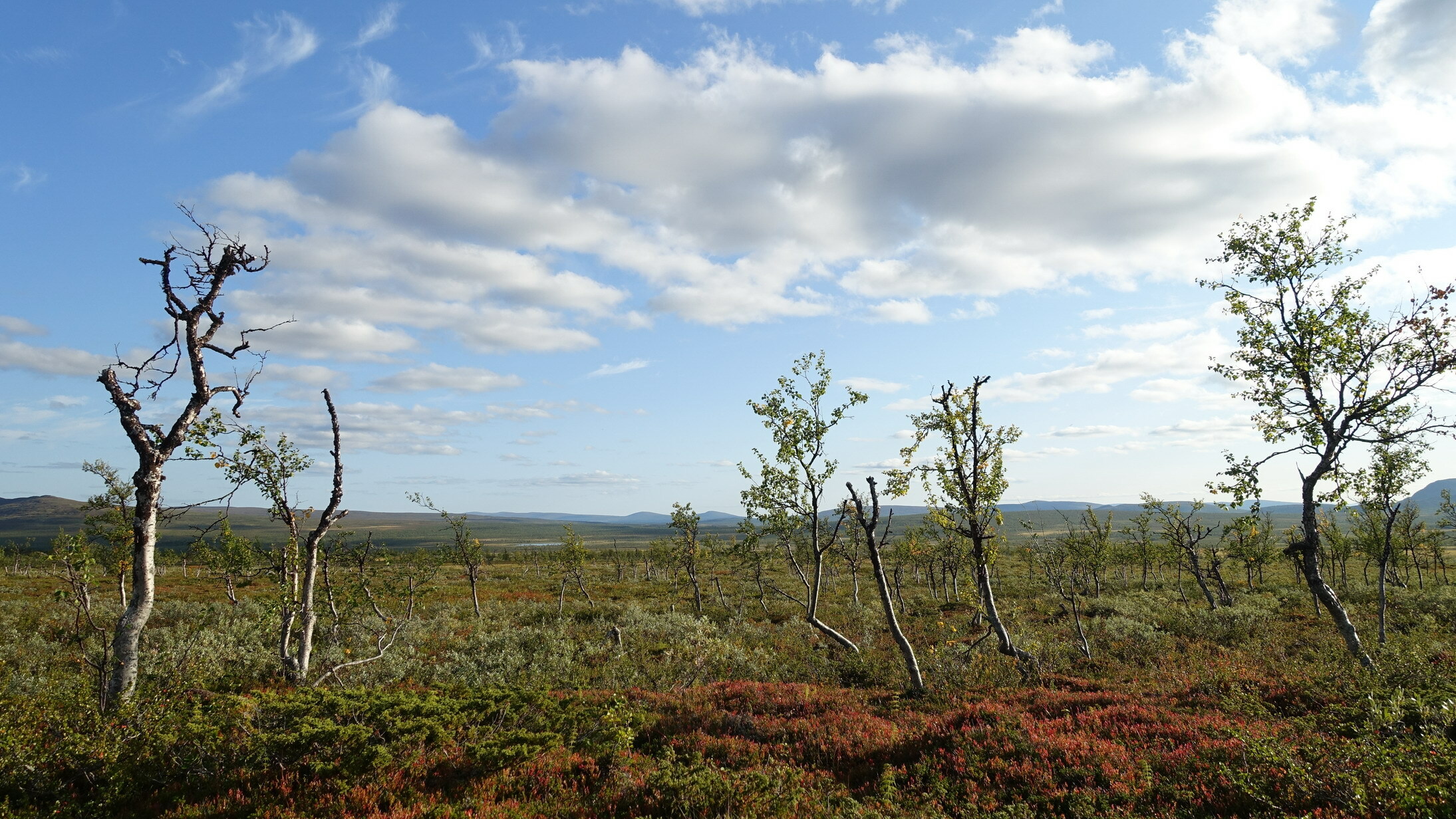 Klicke auf die Grafik für eine vergrößerte Ansicht  Name: Abisko 089_resize.JPG Ansichten: 0 Größe: 844,6 KB ID: 3076607