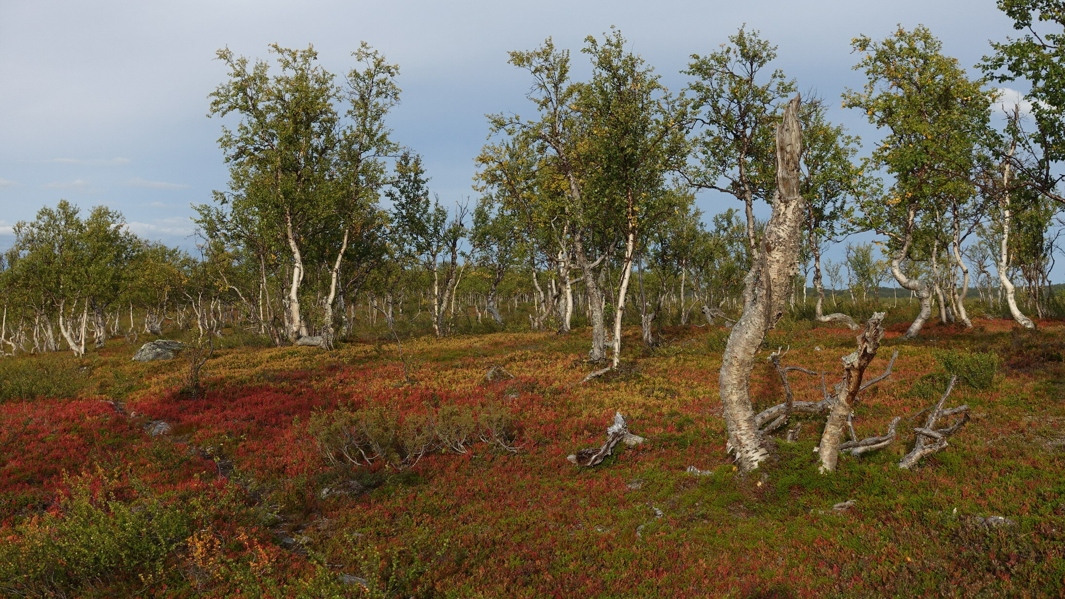 Klicke auf die Grafik für eine vergrößerte Ansicht  Name: Abisko 100_resize.JPG Ansichten: 0 Größe: 1,16 MB ID: 3076616