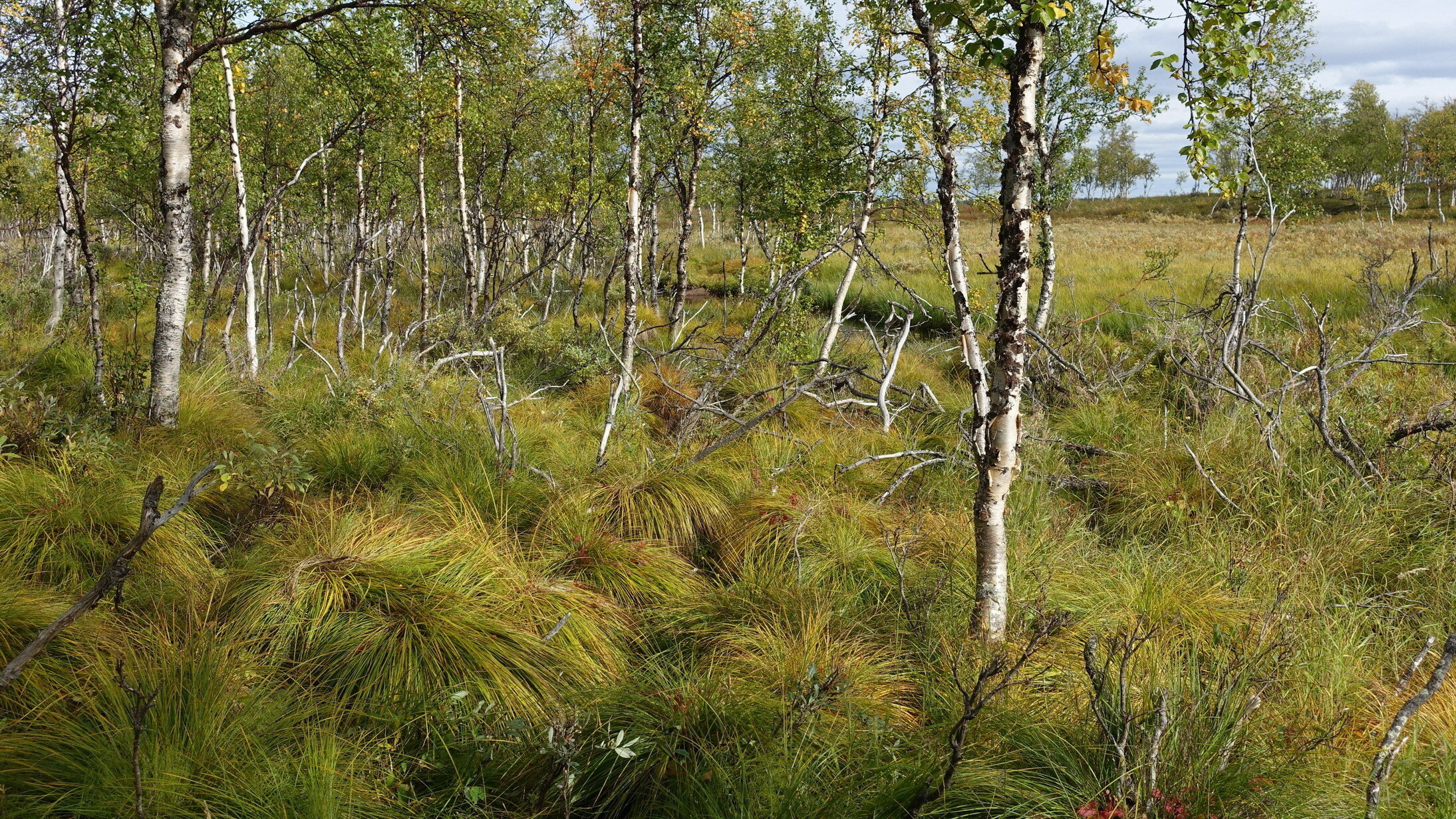 Klicke auf die Grafik für eine vergrößerte Ansicht  Name: Abisko 098_resize.JPG Ansichten: 0 Größe: 1,47 MB ID: 3076617