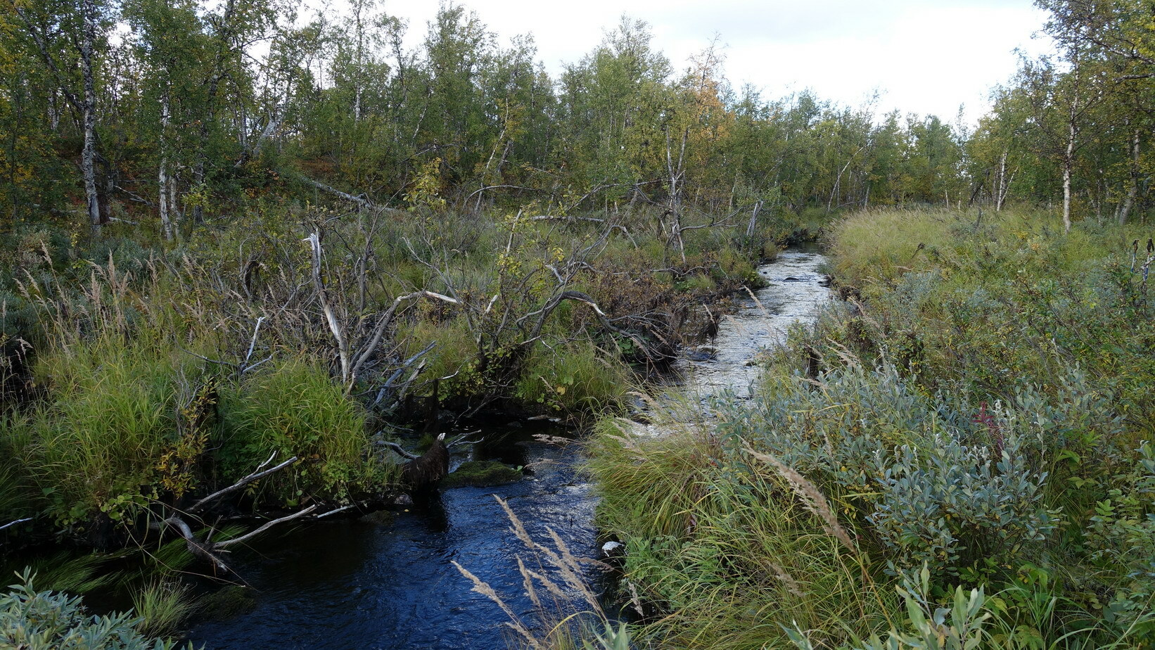 Klicke auf die Grafik für eine vergrößerte Ansicht  Name: Abisko 106b_resize.JPG Ansichten: 0 Größe: 724,4 KB ID: 3076622