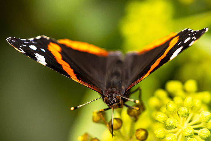 Klicke auf die Grafik für eine vergrößerte Ansicht  Name: Schmetterling Herbst 2021-7958.jpg Ansichten: 0 Größe: 671,6 KB ID: 3079617