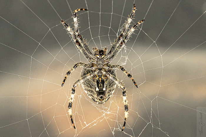 Klicke auf die Grafik für eine vergrößerte Ansicht  Name: Spinne Herbst 2021-7989.jpg Ansichten: 0 Größe: 1,50 MB ID: 3079618