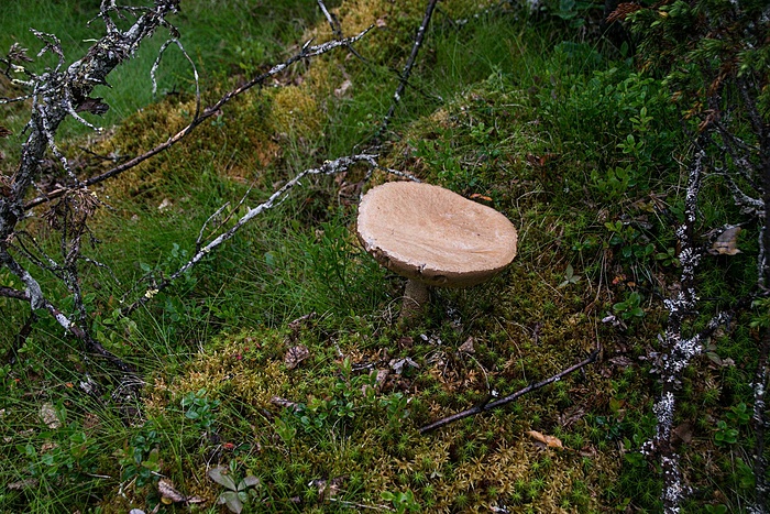 Klicke auf die Grafik für eine vergrößerte Ansicht  Name: DSC_0321_edited.jpg Ansichten: 2 Größe: 573,9 KB ID: 3080178