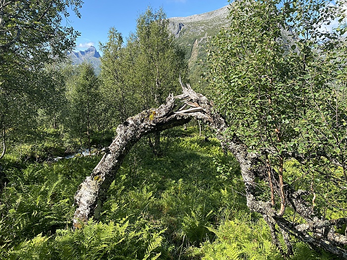 Klicke auf die Grafik für eine vergrößerte Ansicht

Name: Norwegen203.JPG
Ansichten: 457
Größe: 7,38 MB
ID: 3083100