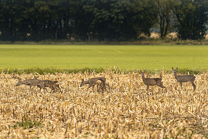 Klicke auf die Grafik für eine vergrößerte Ansicht

Name: Wild Herbst 2021-8454.jpg
Ansichten: 214
Größe: 1,28 MB
ID: 3083517