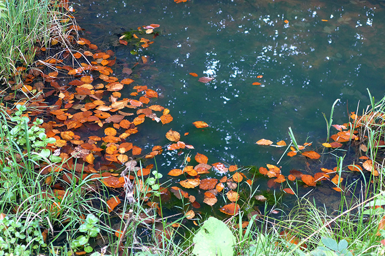 Klicke auf die Grafik für eine vergrößerte Ansicht

Name: herbstlich.jpg
Ansichten: 180
Größe: 333,8 KB
ID: 3083734