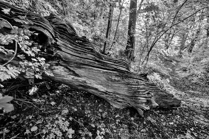 Klicke auf die Grafik für eine vergrößerte Ansicht

Name: Queste_0033-7sw.jpg
Ansichten: 740
Größe: 207,8 KB
ID: 3083972