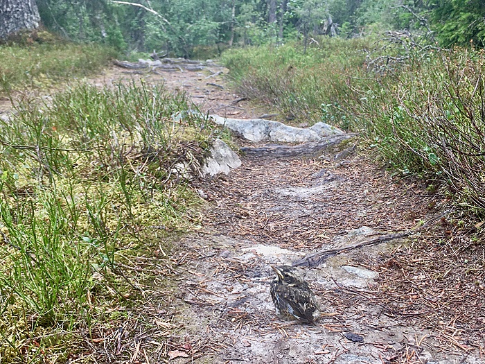 Vögeli