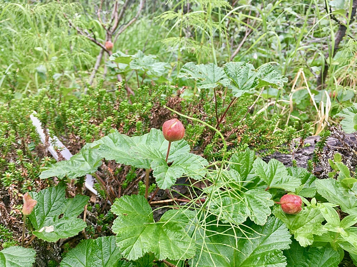 Moltebeeren mag ich nicht