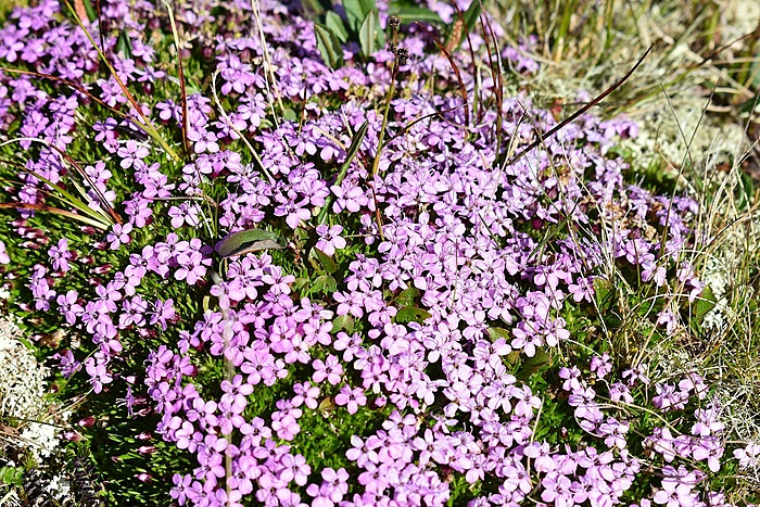 Klicke auf die Grafik für eine vergrößerte Ansicht

Name: DSC_0129.JPG
Ansichten: 1229
Größe: 805,1 KB
ID: 3087360