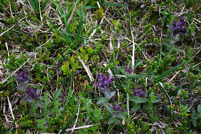 Klicke auf die Grafik für eine vergrößerte Ansicht  Name: DSC_0737.JPG Ansichten: 0 Größe: 706,9 KB ID: 3089785