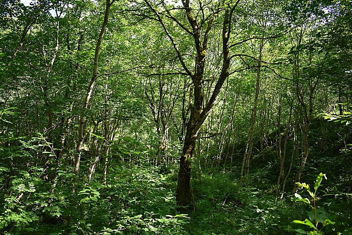 Klicke auf die Grafik für eine vergrößerte Ansicht  Name: DSC_0292.JPG Ansichten: 0 Größe: 1,13 MB ID: 3095670