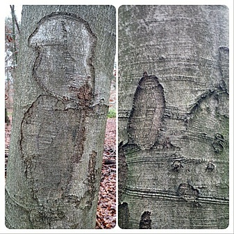 Klicke auf die Grafik für eine vergrößerte Ansicht

Name: BambiUndEuleImBaum.jpg
Ansichten: 468
Größe: 184,3 KB
ID: 3098613
