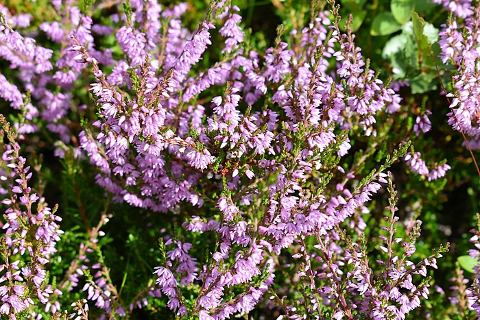 Klicke auf die Grafik für eine vergrößerte Ansicht

Name: DSC_0781.JPG
Ansichten: 1142
Größe: 523,5 KB
ID: 3104678