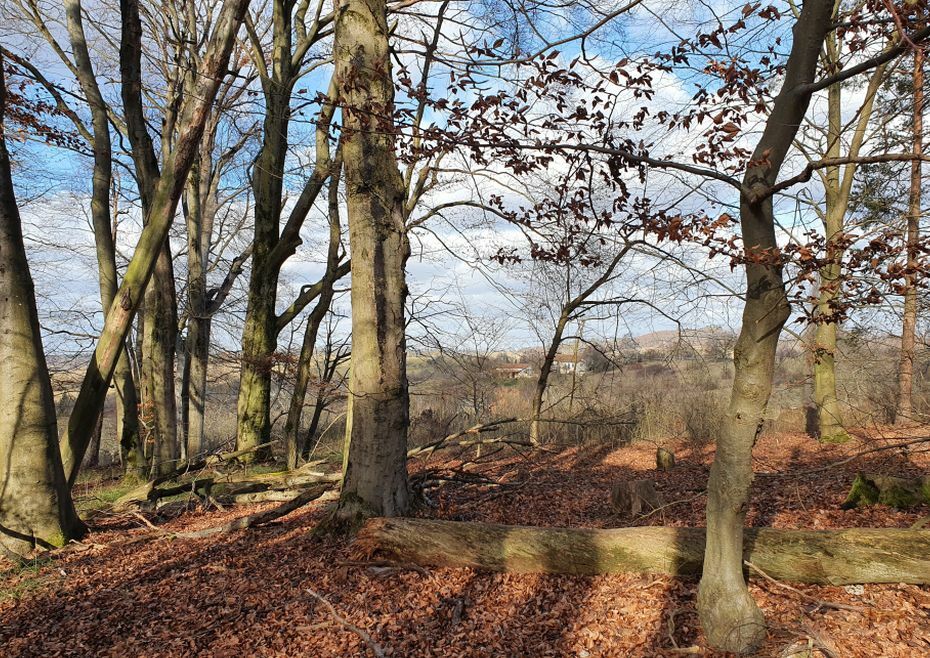 Klicke auf die Grafik für eine vergrößerte Ansicht  Name: RausausdemWald.jpg Ansichten: 0 Größe: 238,0 KB ID: 3111998