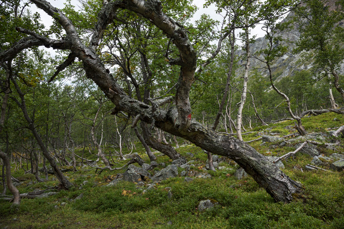 Klicke auf die Grafik für eine vergrößerte Ansicht

Name: 458_norge_08-2021_2045.jpg
Ansichten: 1252
Größe: 254,0 KB
ID: 3115724