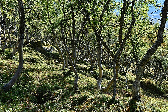 Klicke auf die Grafik für eine vergrößerte Ansicht

Name: DSC_0052.JPG
Ansichten: 967
Größe: 1,27 MB
ID: 3116520