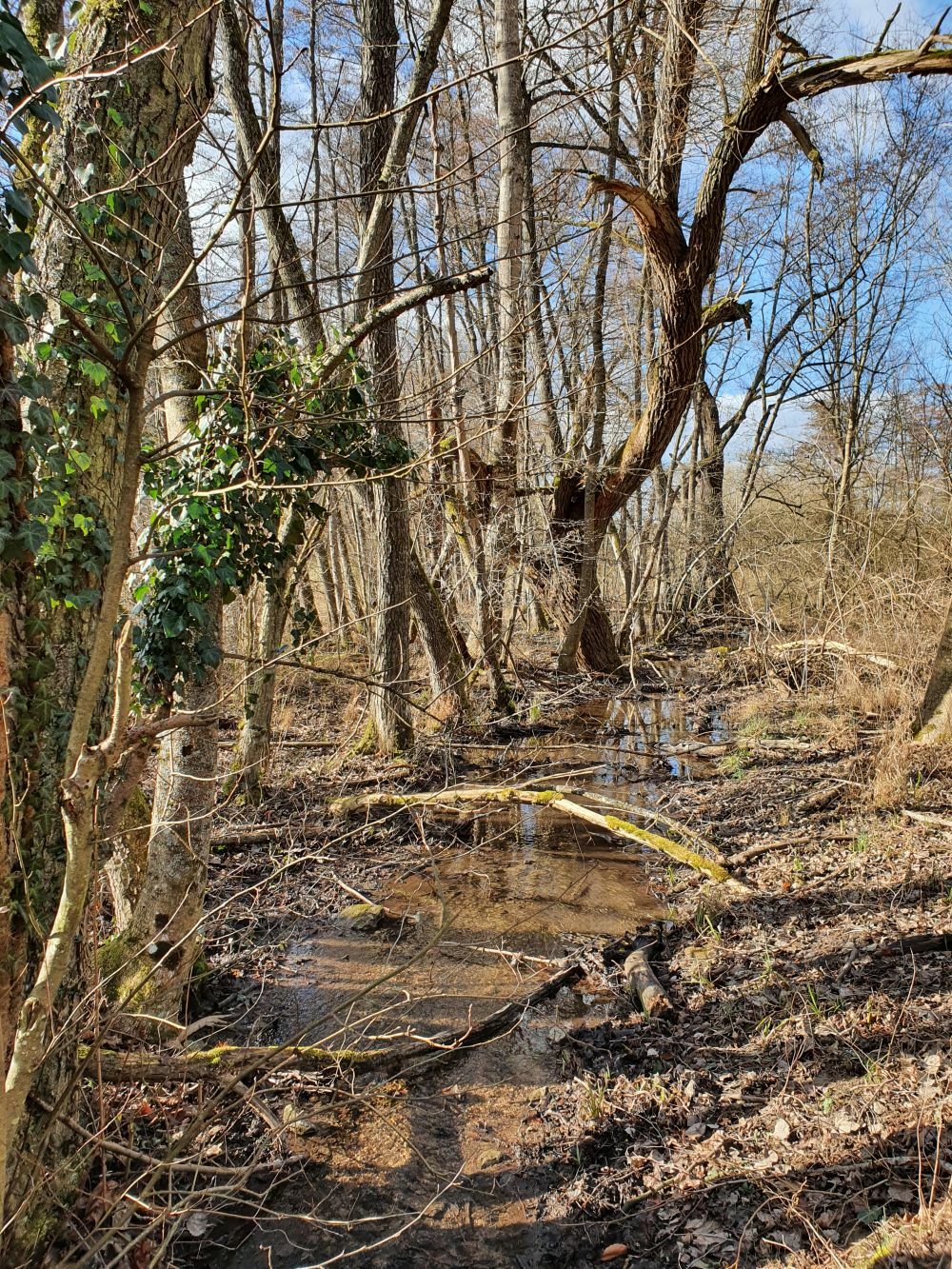 Klicke auf die Grafik für eine vergrößerte Ansicht  Name: Feb_Kettelsbach.jpg Ansichten: 0 Größe: 557,7 KB ID: 3118044