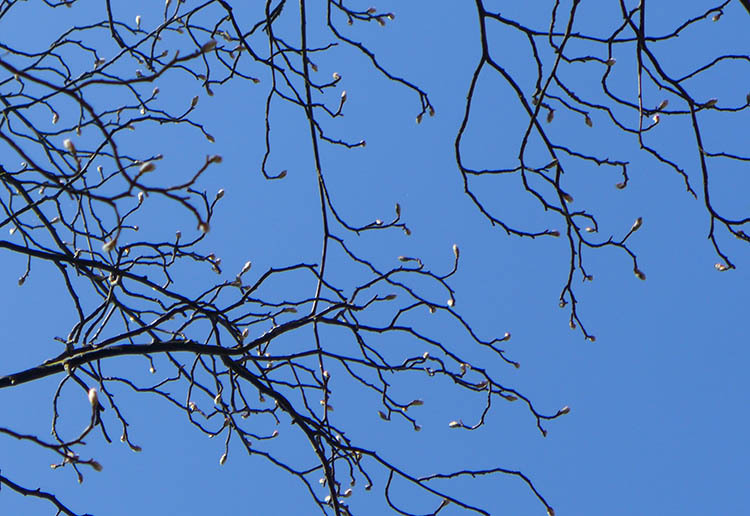 Klicke auf die Grafik für eine vergrößerte Ansicht

Name: Fruehling_29.jpg
Ansichten: 323
Größe: 108,9 KB
ID: 3121625