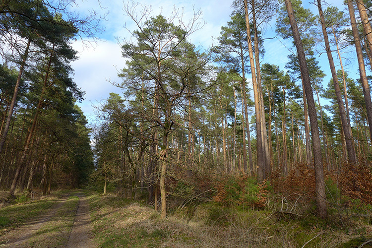 Klicke auf die Grafik für eine vergrößerte Ansicht  Name: E1_Rixfoerde_Fuhrberg_20.jpg Ansichten: 0 Größe: 312,3 KB ID: 3123143